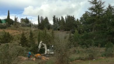 Photo of Tagliati gli alberi all’ingresso di Pergusa. Insorgono i cittadini