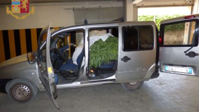 Photo of Piazza Armerina. Trasportava nel furgone 1700 piante di marjuana appena rubata. Arrestato dalla polizia piazzese