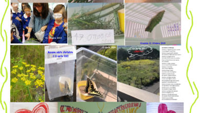 Photo of VIA WEB CELEBRATA LA GIORNATA INTERNAZIONALE DELLA BIODIVERSITÀ 2020 CON LE SCUOLE DI ENNA