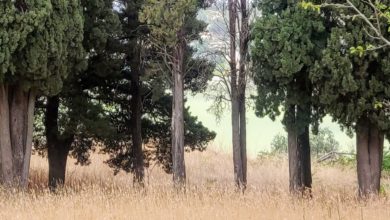 Photo of Pergusa sul podio nel concorso green di Legambiente e Vallelata