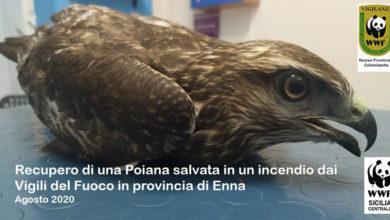 Photo of ANIMALI: GIOVANE POIANA SALVATA DALLE FIAMME DAI VIGILI DEL FUOCO A DITTAINO, SOCCORSA DALLE GUARDIE WWF