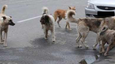 Photo of Randagismo…..tutta colpa della pandemia!!!