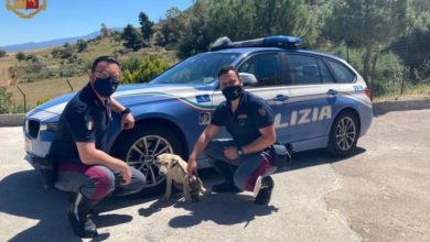 Photo of LA POLIZIA DI STATO SALVA CAGNOLINO IN AUTOSTRADA
