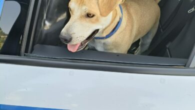 Photo of Enna, la Polizia di Stato porta in salvo Teo