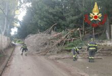 Photo of Enna, albero cade sulla strada a Pergusa, intervengono i Vigili del Fuoco