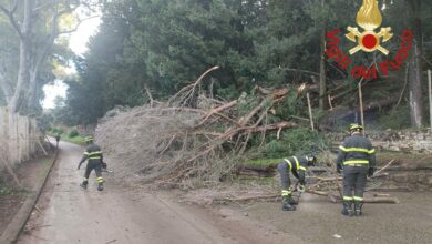 Photo of Enna, albero cade sulla strada a Pergusa, intervengono i Vigili del Fuoco
