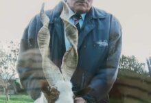 Photo of Enna, sì è spento Francesco Ballarò, conosciuto in città come Zze Ginu, ultimo capraio 