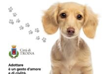 Photo of Troina (En) – Approvato il nuovo regolamento comunale per promuovere il benessere degli animali e prevenire il fenomeno del randagismo