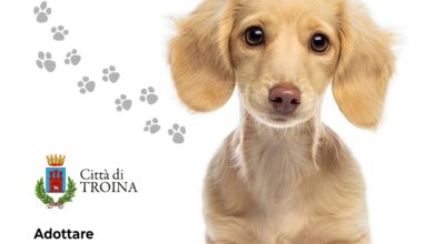 Photo of Troina (En) – Approvato il nuovo regolamento comunale per promuovere il benessere degli animali e prevenire il fenomeno del randagismo