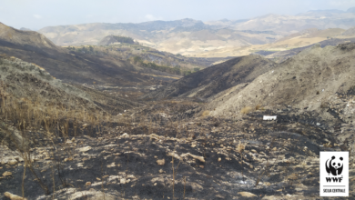Photo of Ancora gravi incendi nell’ennese, il WWF Sicilia Centrale denuncia al Prefetto un’illegalita’ diffusa, tra omessi controlli e palesi violazioni delle prescrizioni antincendio