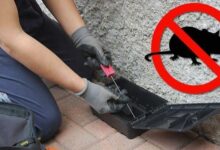 Photo of Derattizzazione a Enna, interventi quotidiani e un piano straordinario sui 4.000 tombini