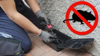 Photo of Derattizzazione a Enna, interventi quotidiani e un piano straordinario sui 4.000 tombini
